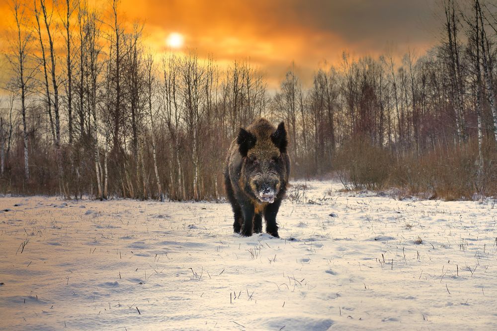 "Нос к носу!"