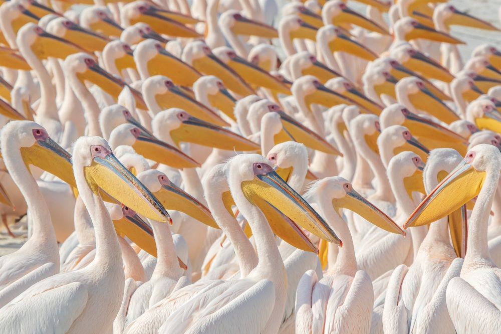 Парад Пеликанов