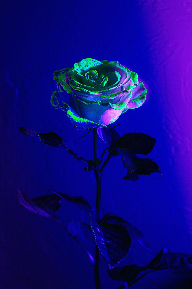 alien rose