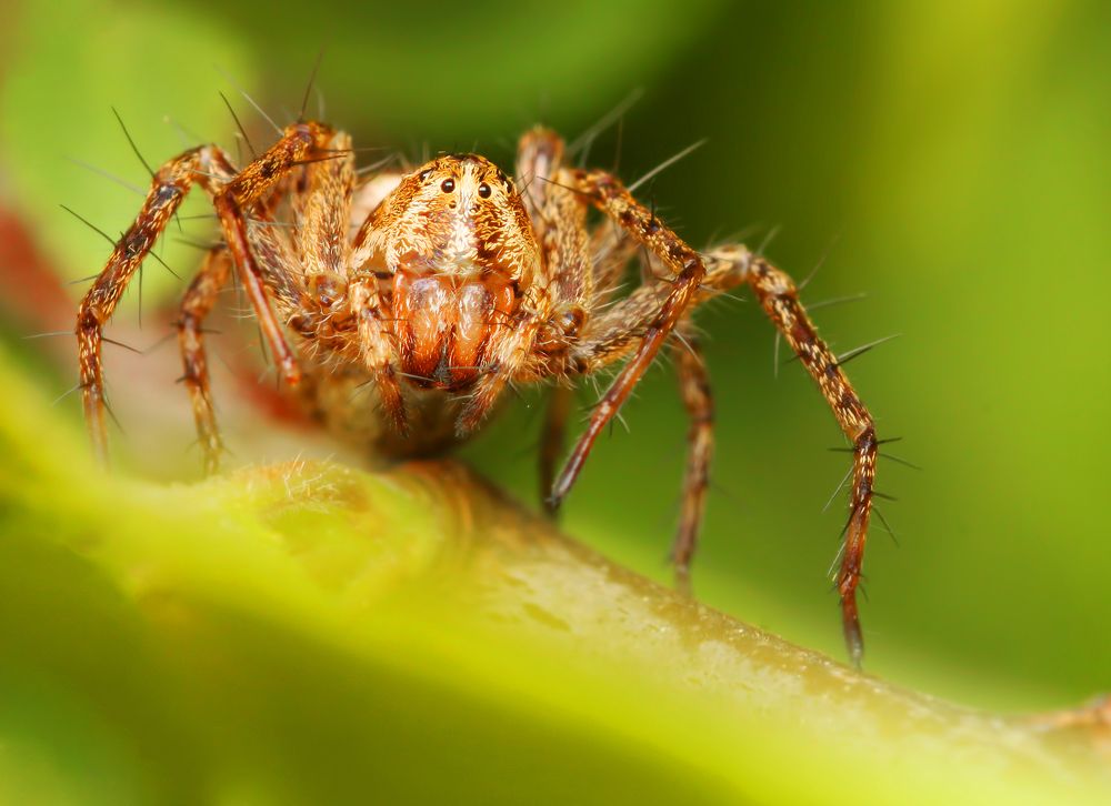 Photograph by M.Mestanov