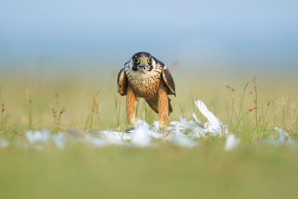 Shaheen Falcon devouring a Indian Pond Heron.