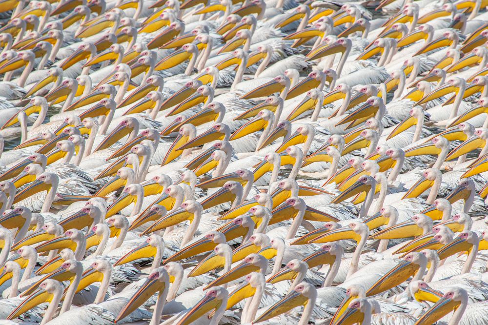 Парад Пеликанов