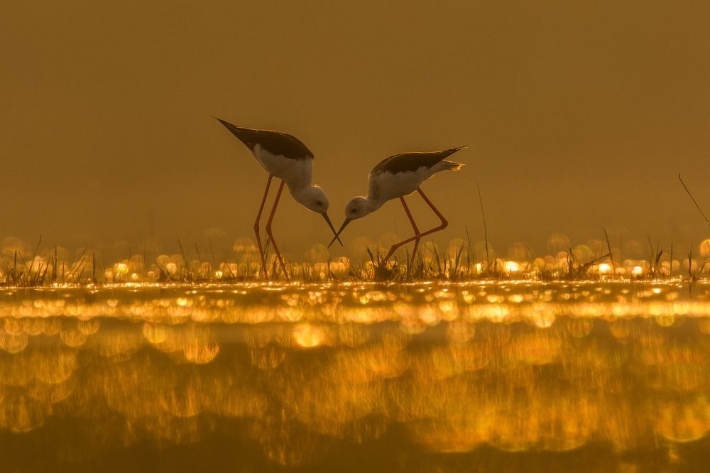Black-winged - Feeding during golden hour