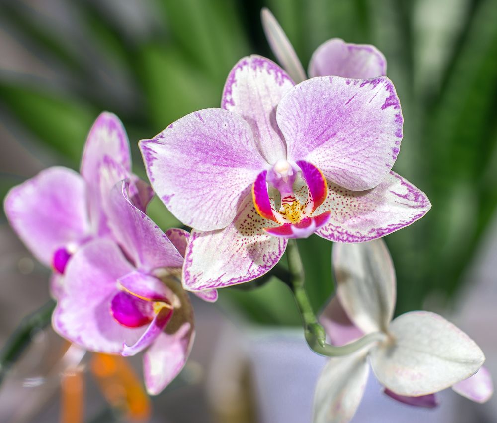 Photograph by Брызгалов Сергей