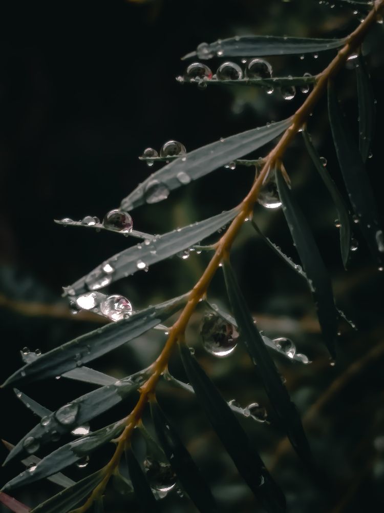 Photograph by Ashen Nanneththi