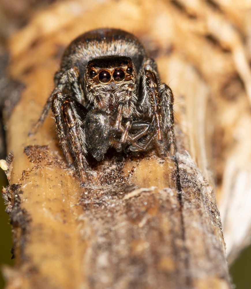 Photograph by M.Mestanov