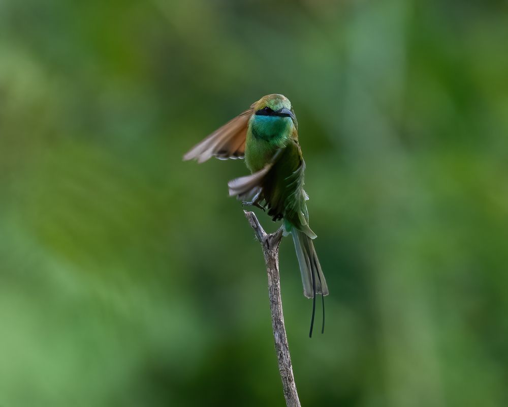 Green Bee-eater Gymnastics