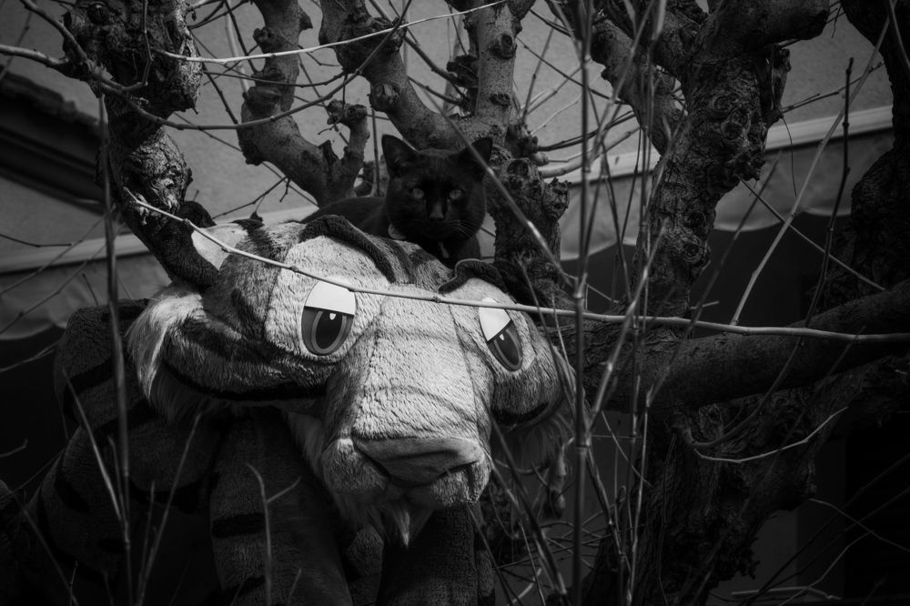 Photograph by Mihail Voronin