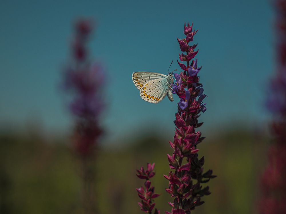 Photograph by Лейла Прощина