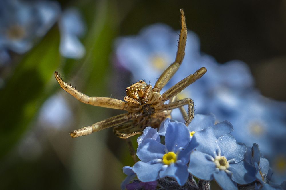 Незабудочник