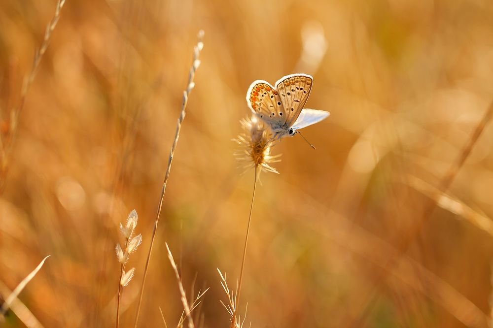 Photograph by Станка Петрова