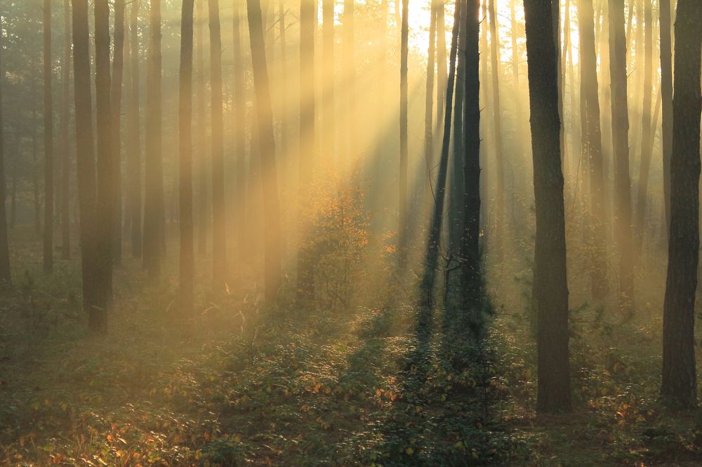 Пять мгновений осени