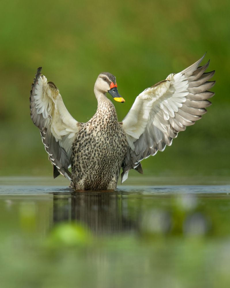 Indian Spot-Billed duck - Wing flap