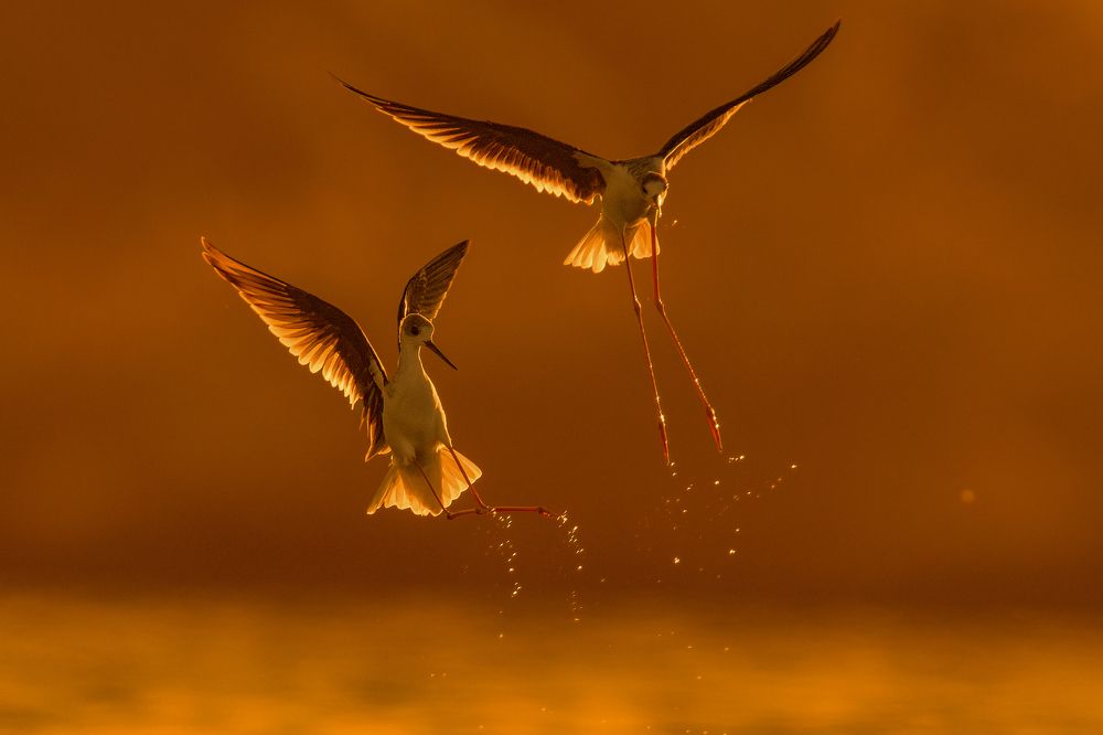 Black-winged stilt Fight