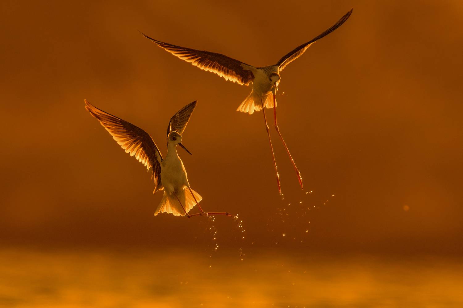 Black-winged stilt Fight
