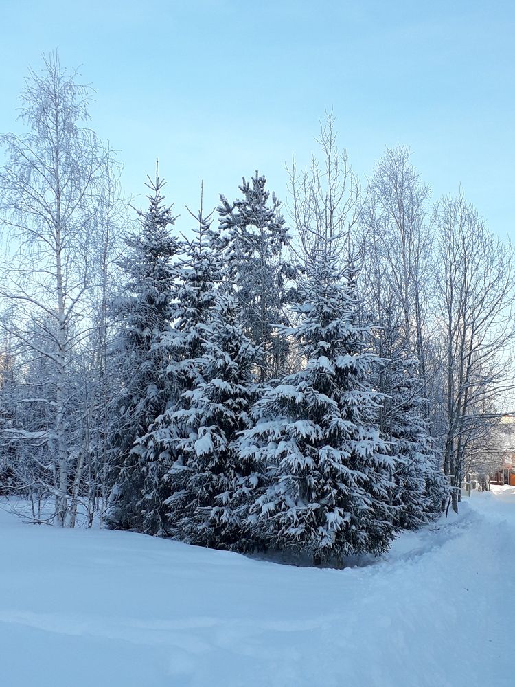 В голубом снегу