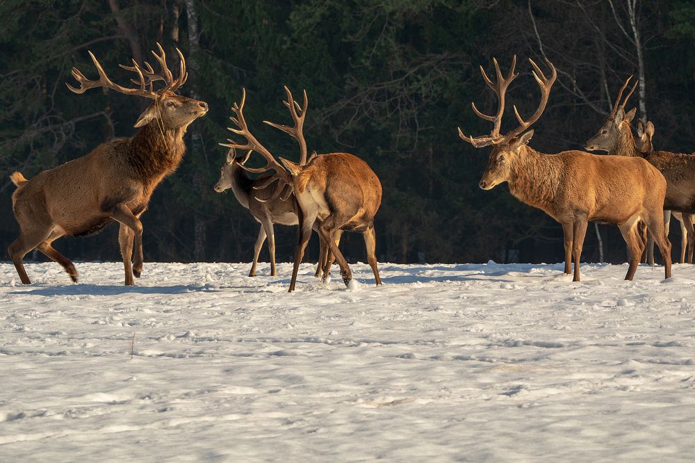 Photograph by Рашид Усманов