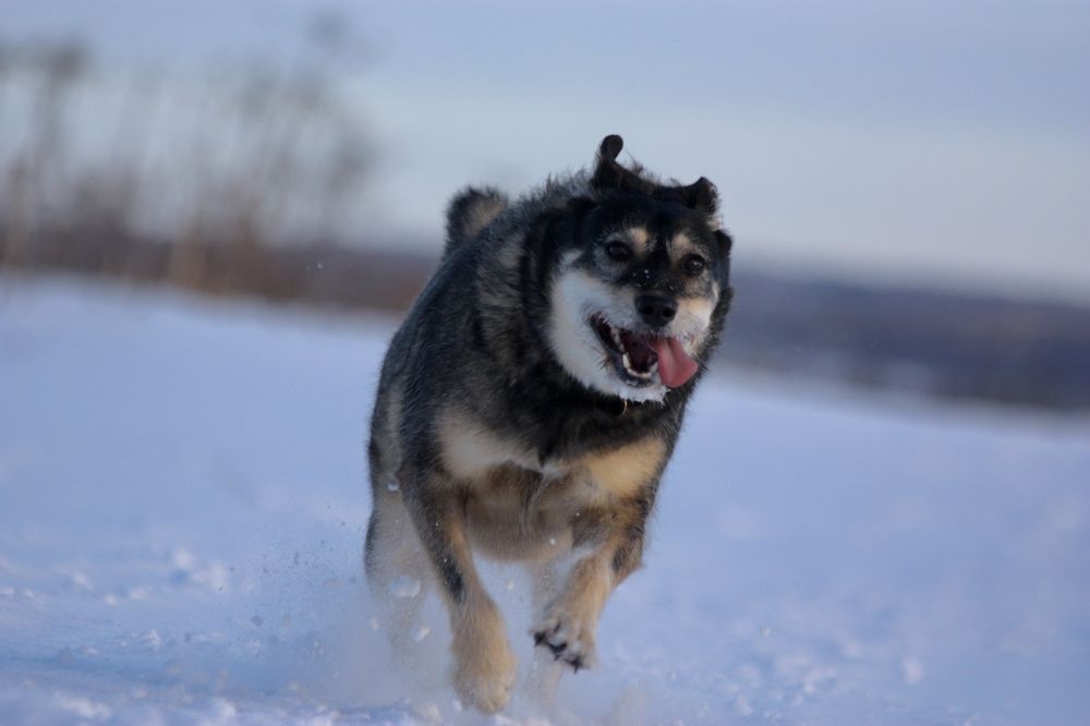 Глаша: «И уносят меня, и уносят меня В звенящую снежную даль ……»