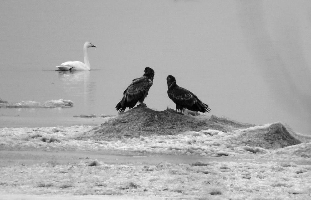 Черные и белый