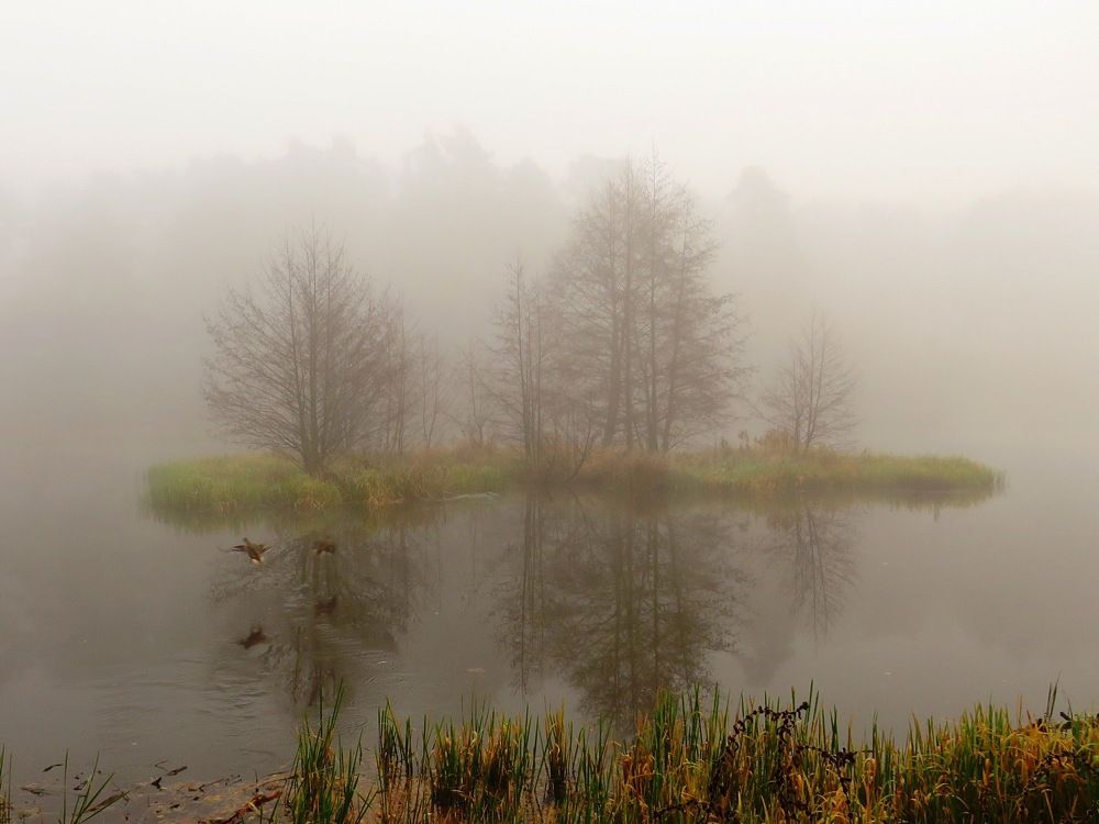 Остров в тумане