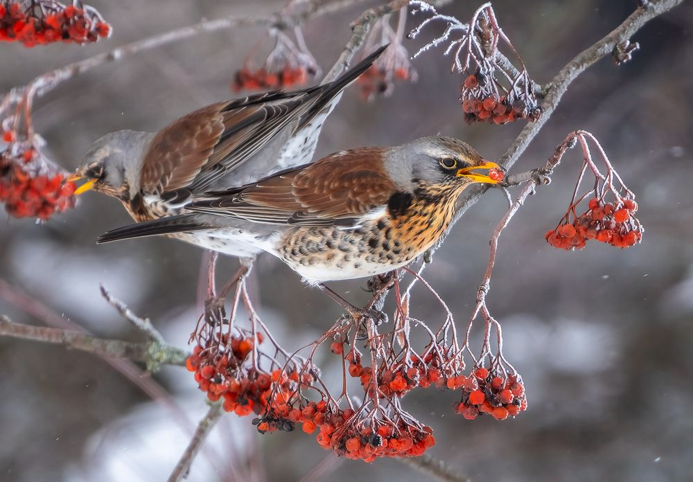 Photograph by Игорь Кляхин