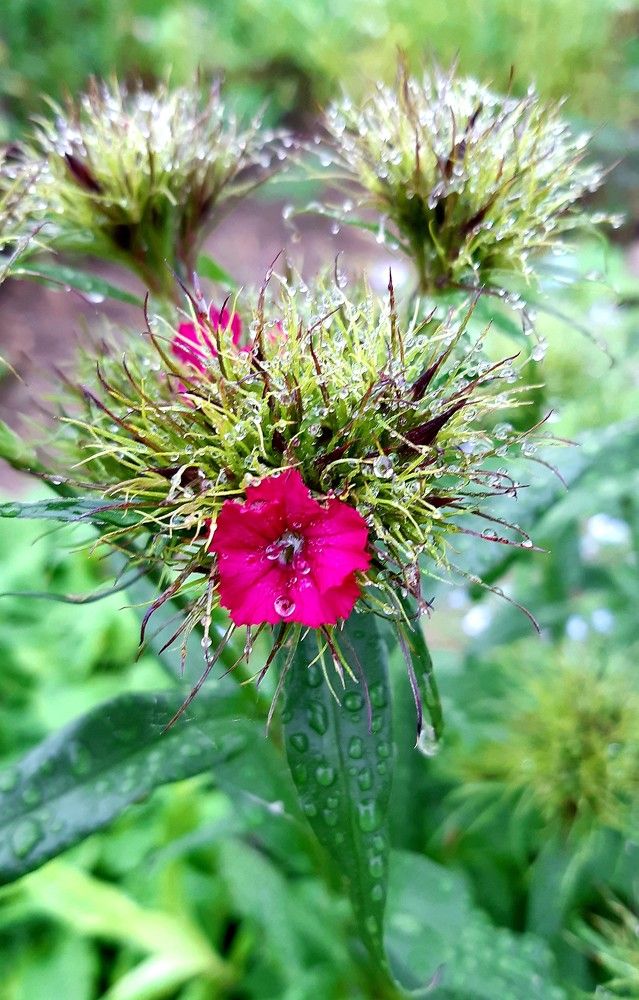 Фотография автора Ирина Лукьянчик