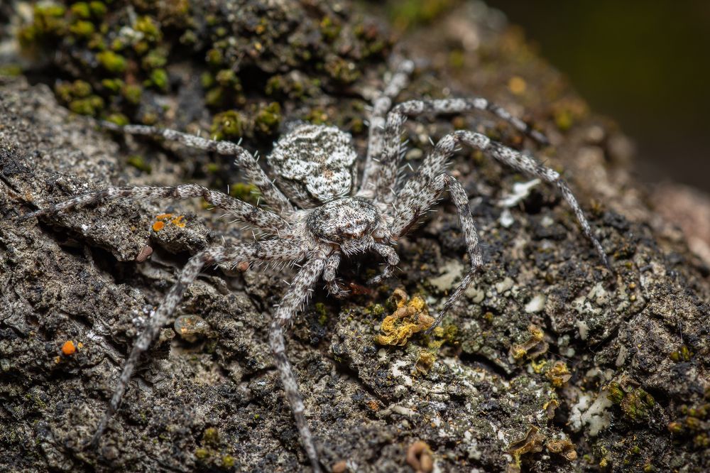 Мастер маскировки