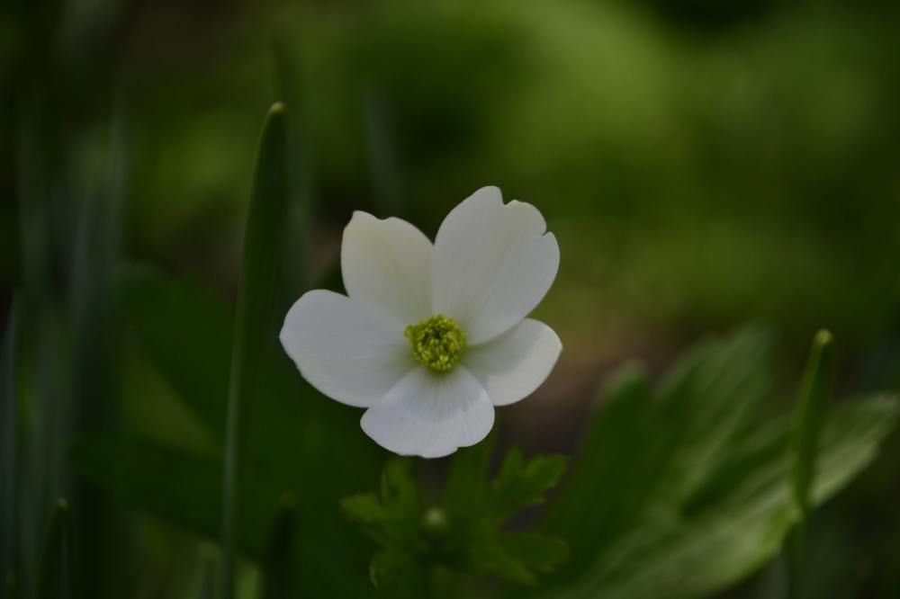 Белый цветок