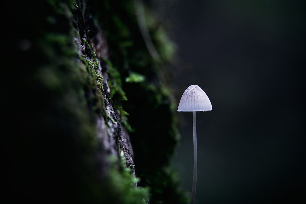 Фотография автора Александр Османов