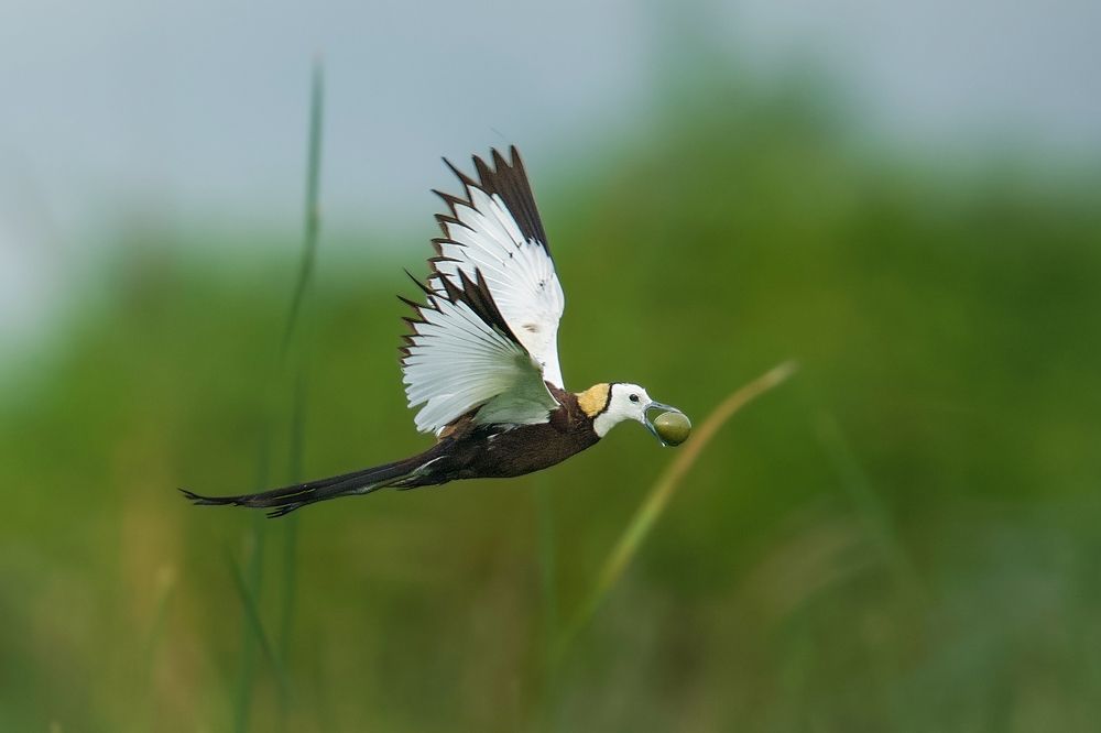 Pheasant tailed jacana - carrying it's egg