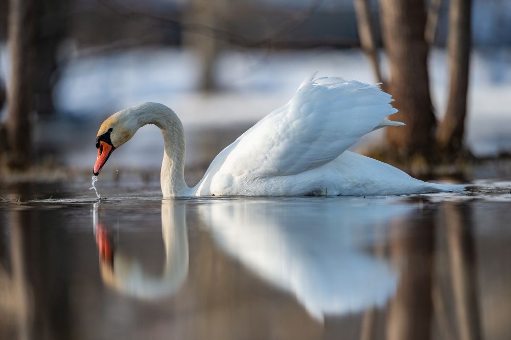 Photograph by Gatis Vilbrants