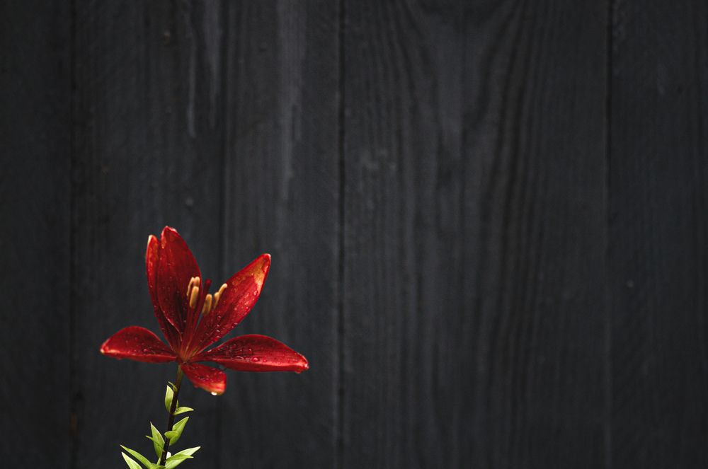 Photograph by Анастасия Сахаревич