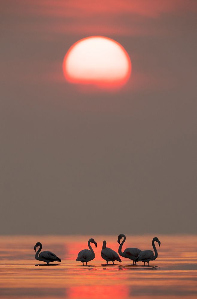 Greater Flamingos and dramatic sun