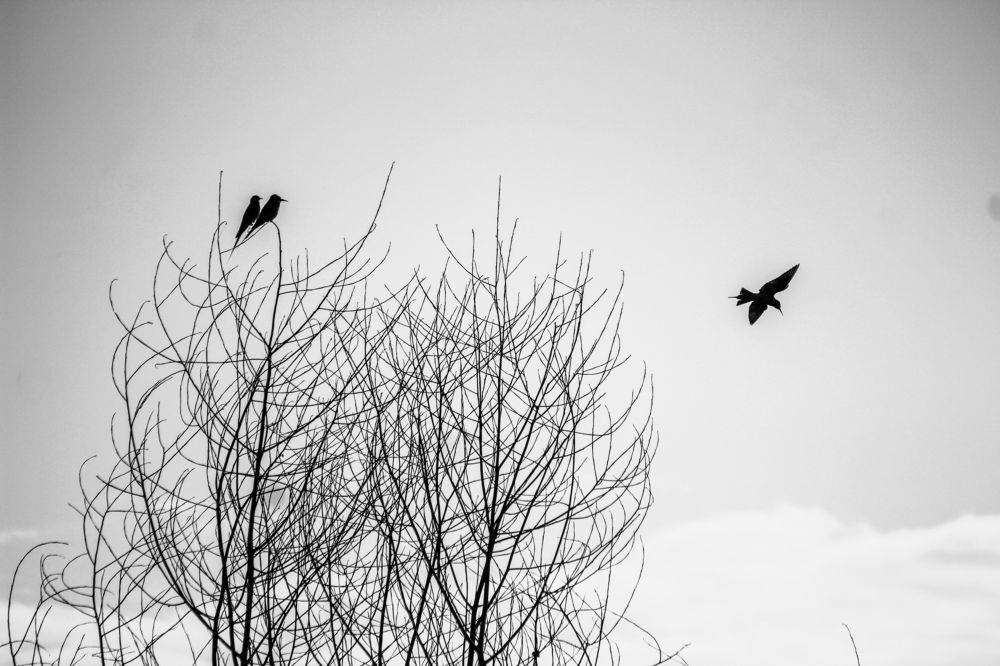 Фотография автора Pallegama Gamage Ruwan Sampath