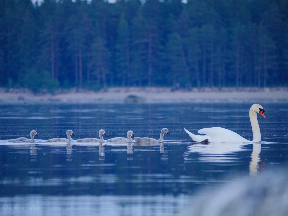 Photograph by Борис Раба