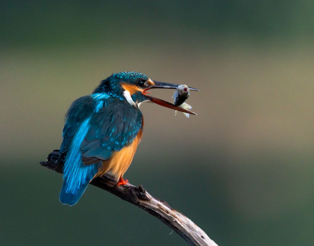 Фотография автора Hari Govindarajulu