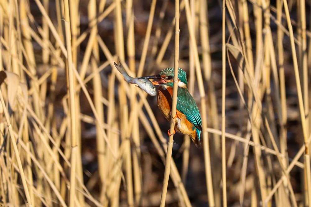 Photograph by George Alexandru Ghiuro