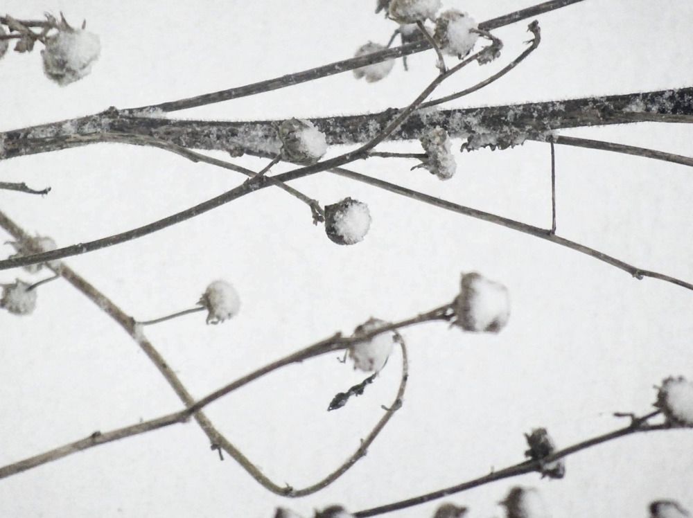 Photograph by Sona Sahakian