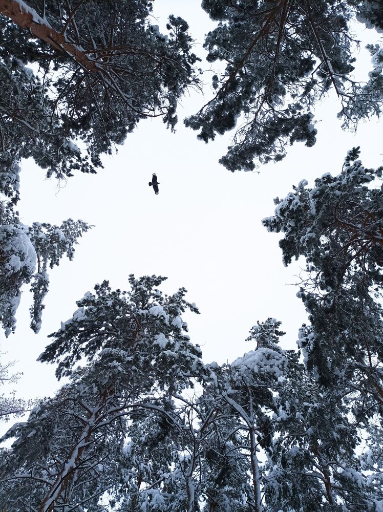 Photo #7161070