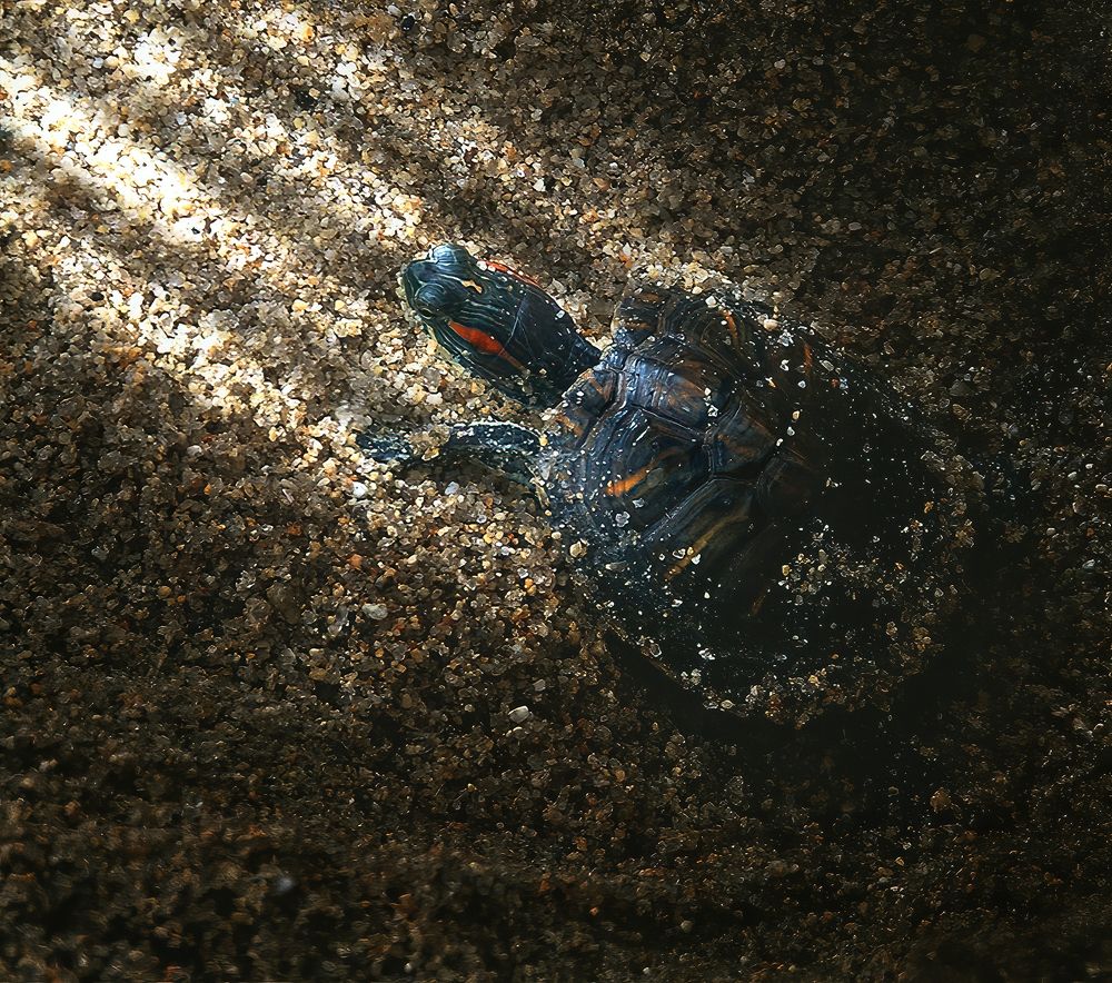 К заветной цели медленно , но с надеждой.