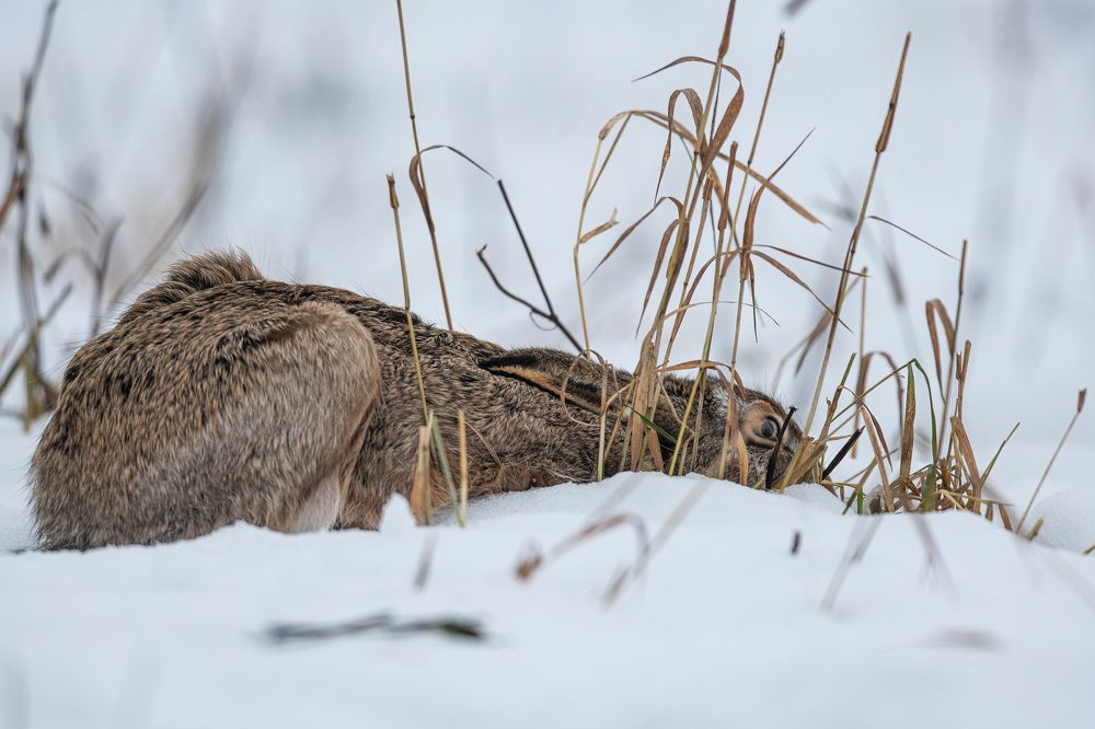 Photograph by Kreicbergs Maris