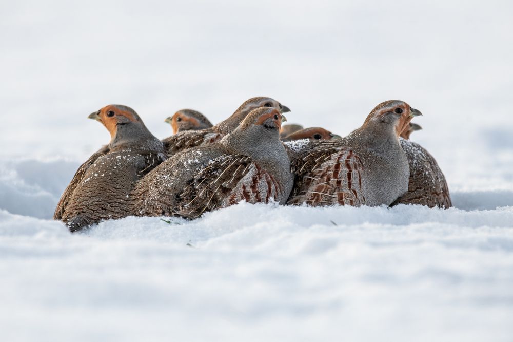 Photograph by Kreicbergs Maris