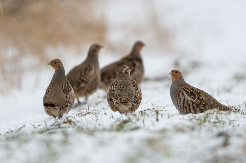 Photograph by Kreicbergs Maris