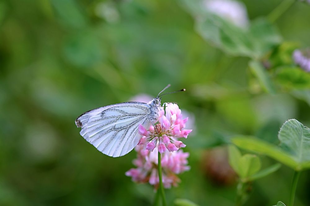 Photograph by Александра Силохина
