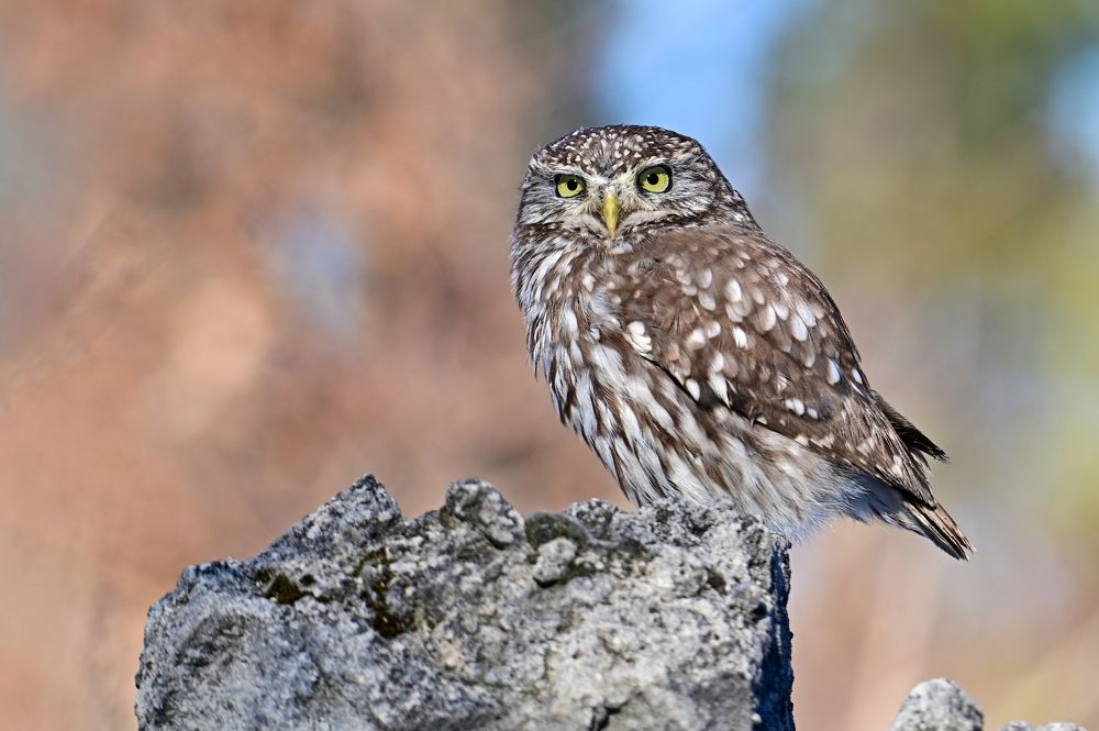 Photograph by Чернобай Анна