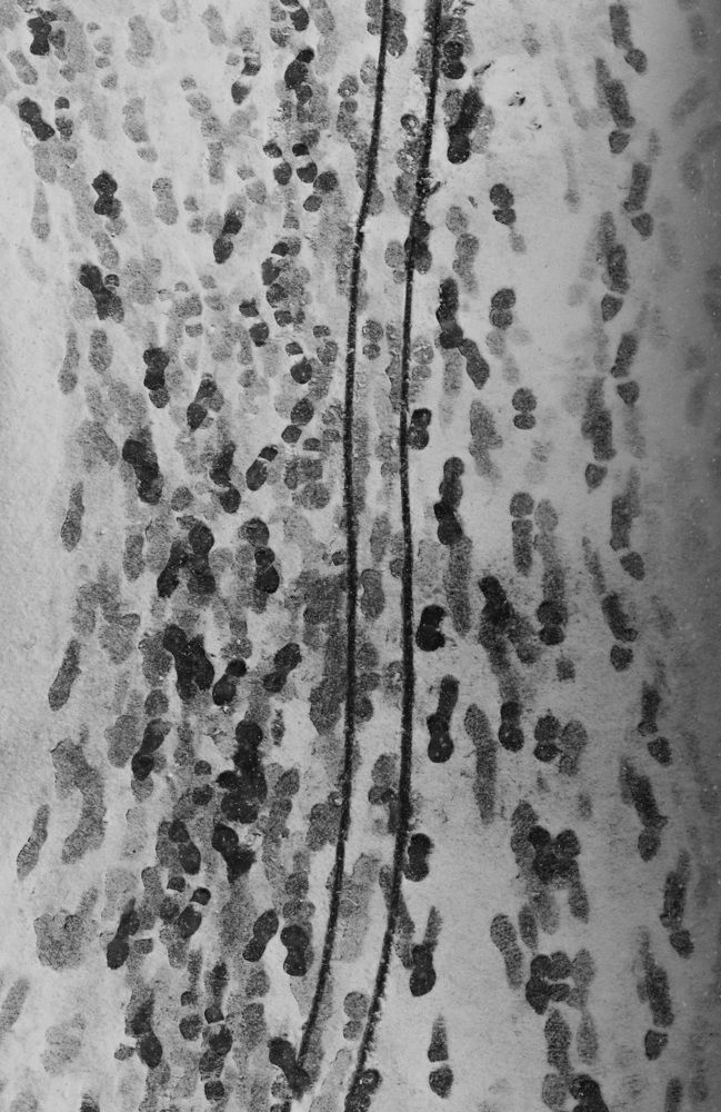 Photograph by Sergey Kovalenko