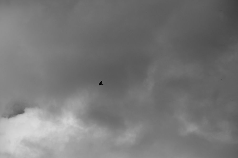 Photograph by RENAN TREVIZAN SANTOS