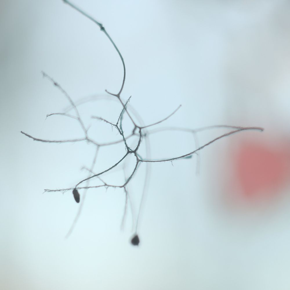 Photograph by Sergey Kovalenko