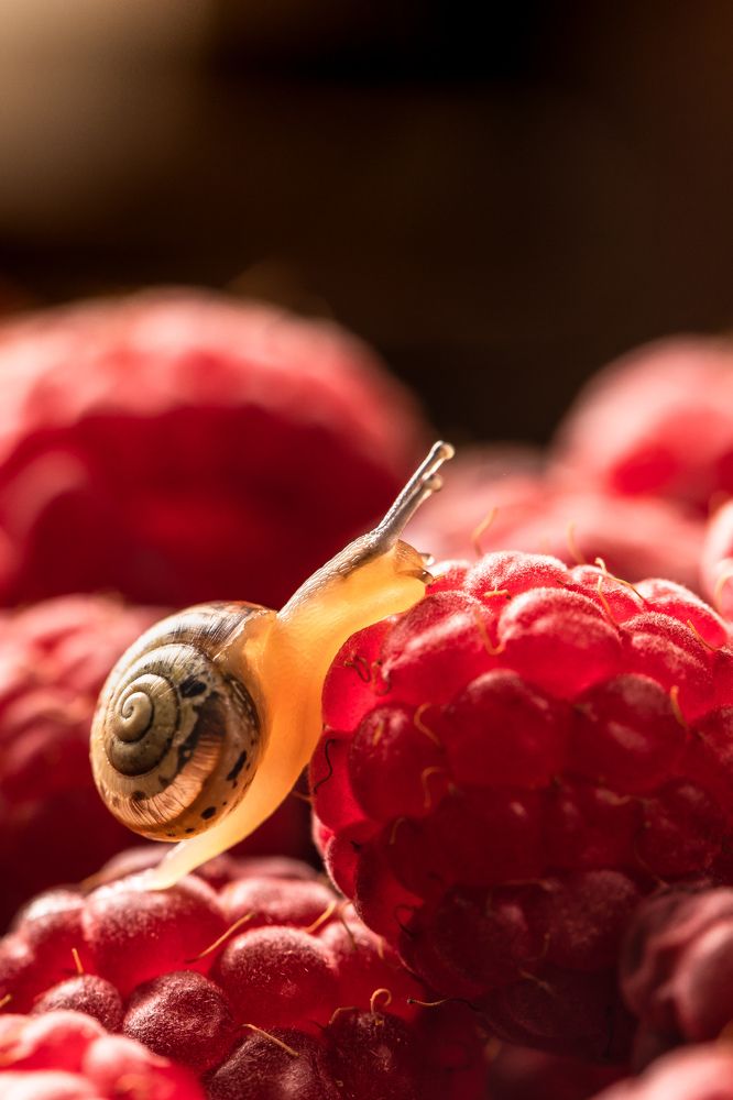 Фотография автора Мария Сурмачева