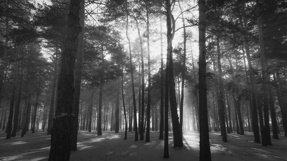 Photograph by Шаромов Иван